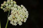 Whorled milkweed